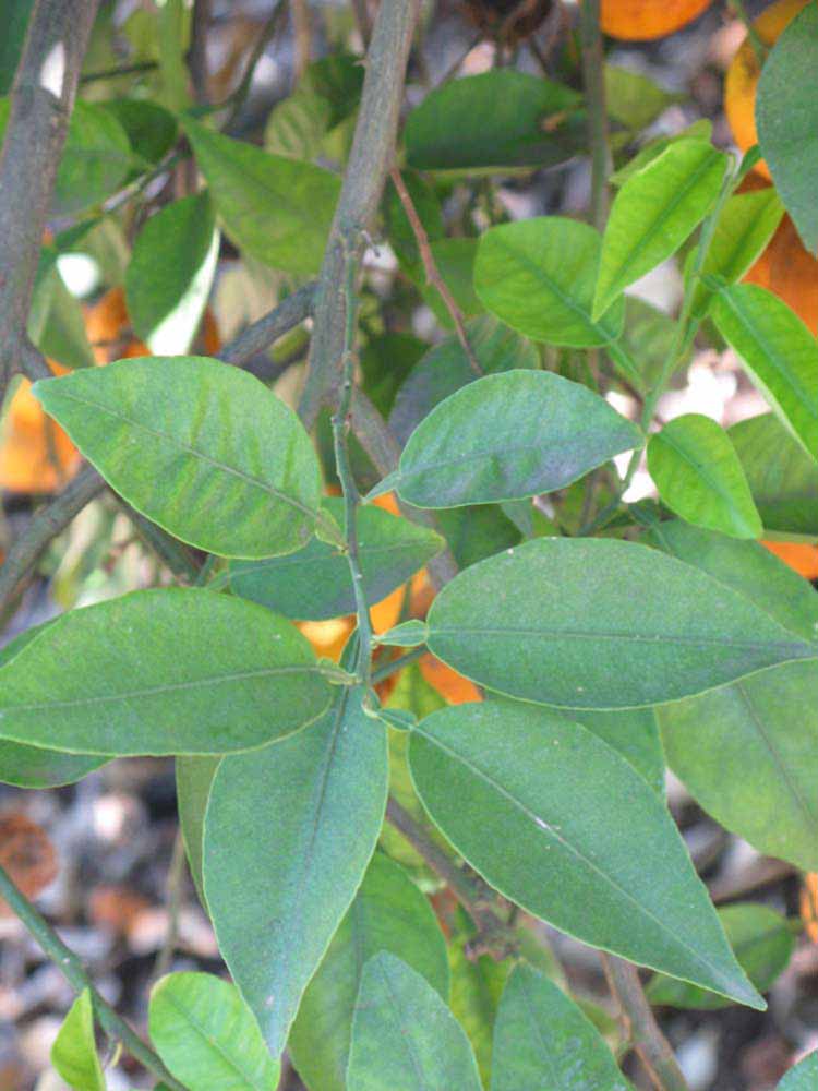              Unifoliolate leaves of  Citrus sudachi        (Riverside,   CA)       